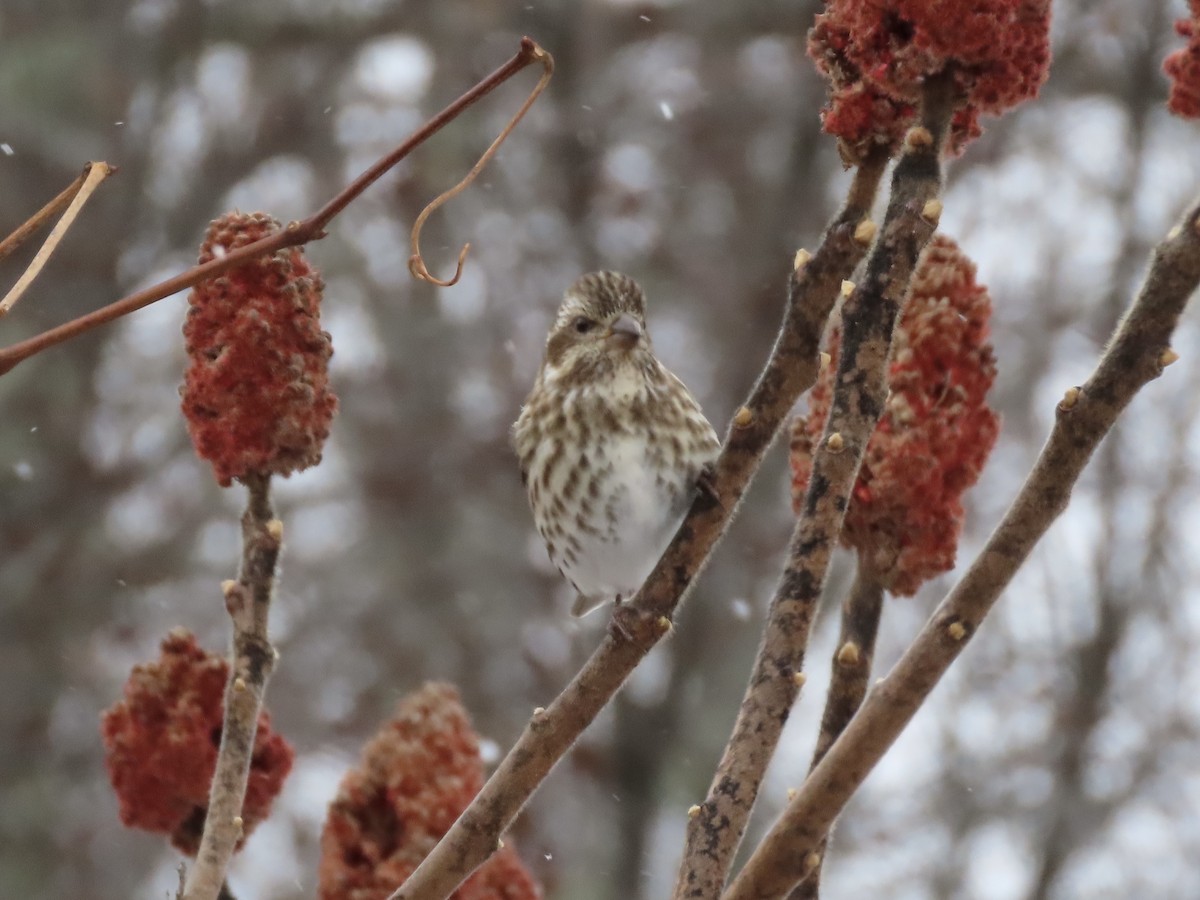Purple Finch - ML646028217