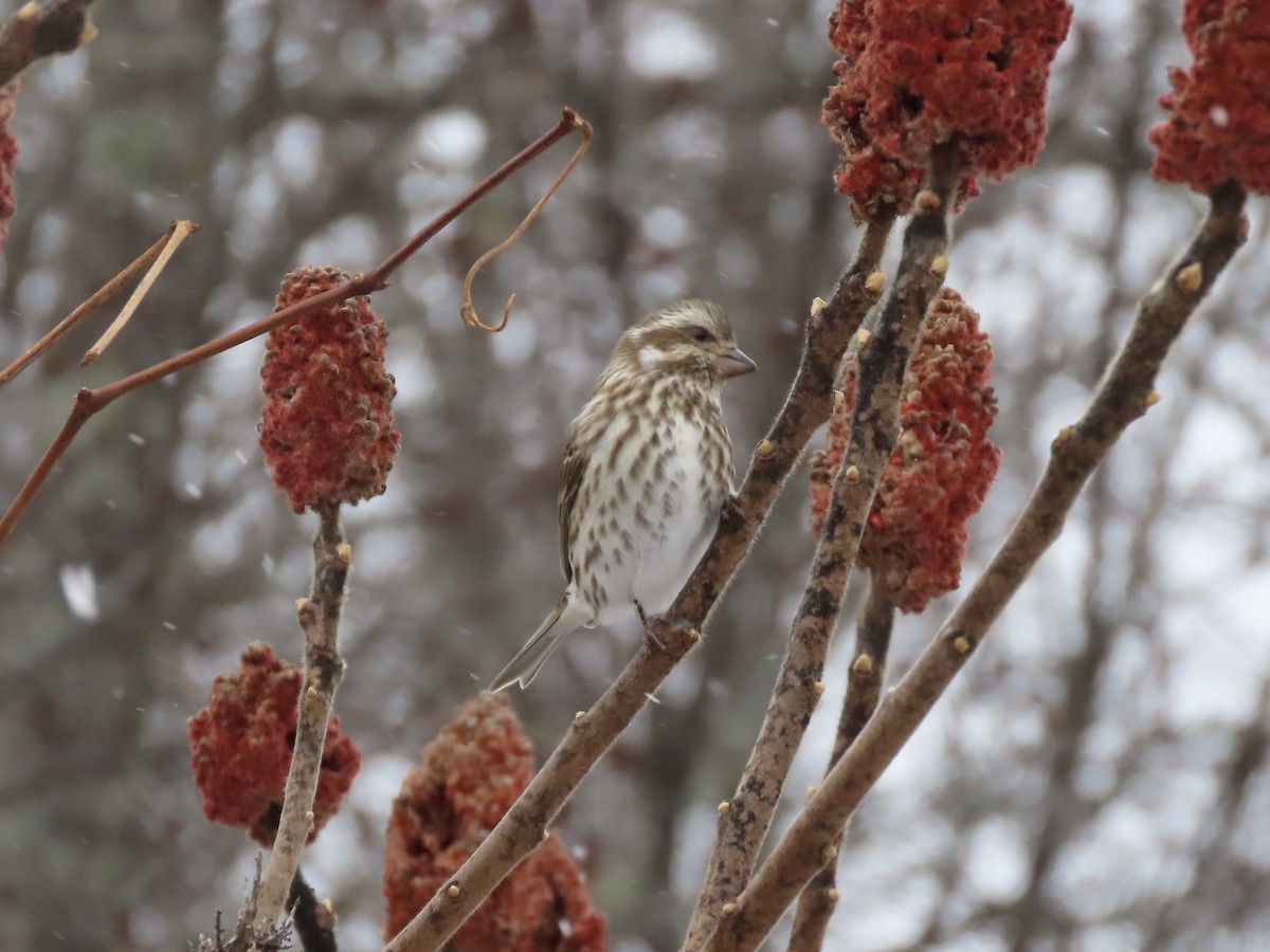 Purple Finch - ML646028218