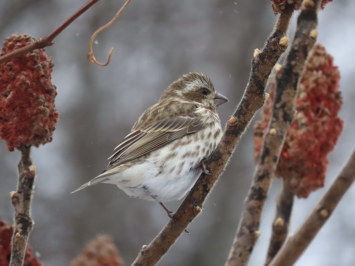 Purple Finch - ML646028219