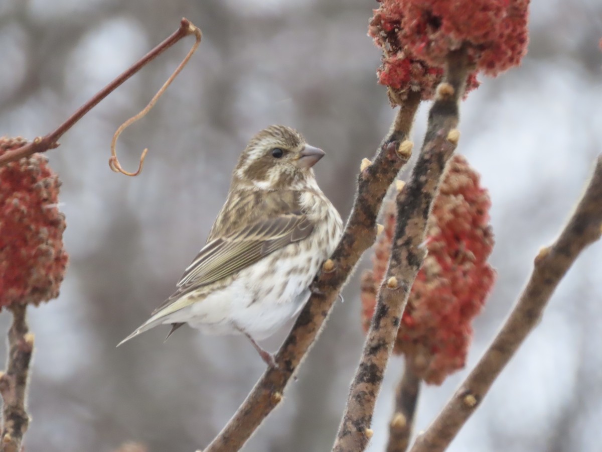 Purple Finch - ML646028220