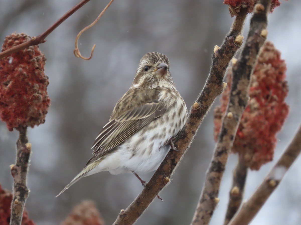 Purple Finch - ML646028221