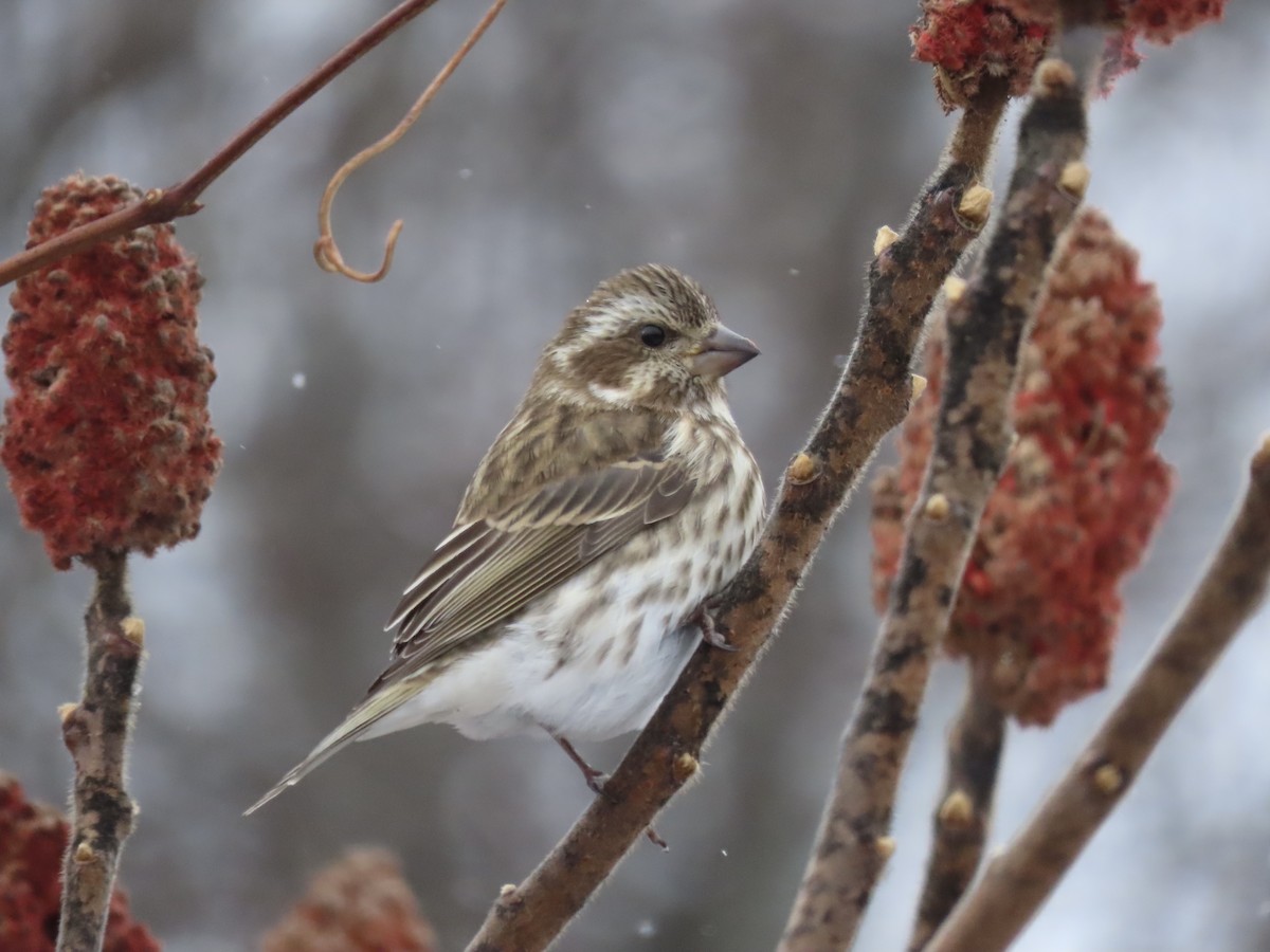 Purple Finch - ML646028223