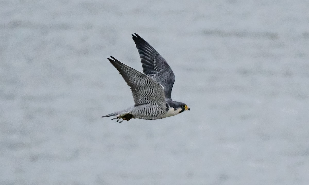 sokol stěhovavý - ML646028225