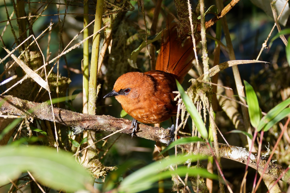 Rufous Spinetail (unirufa) - ML646028231