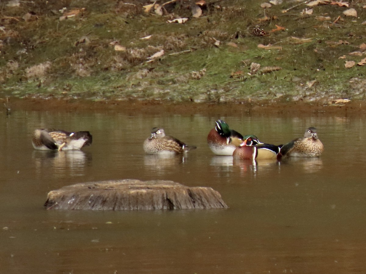 Wood Duck - ML646028233