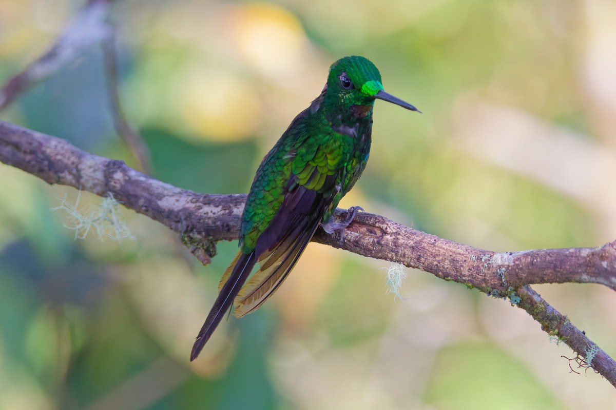 Empress Brilliant - ML646028234