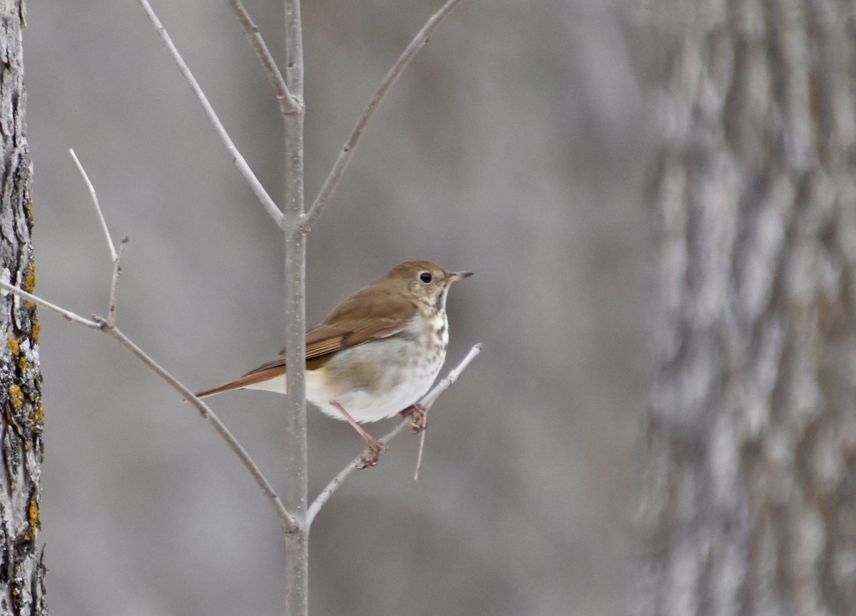 drozd rezavoocasý - ML646028237