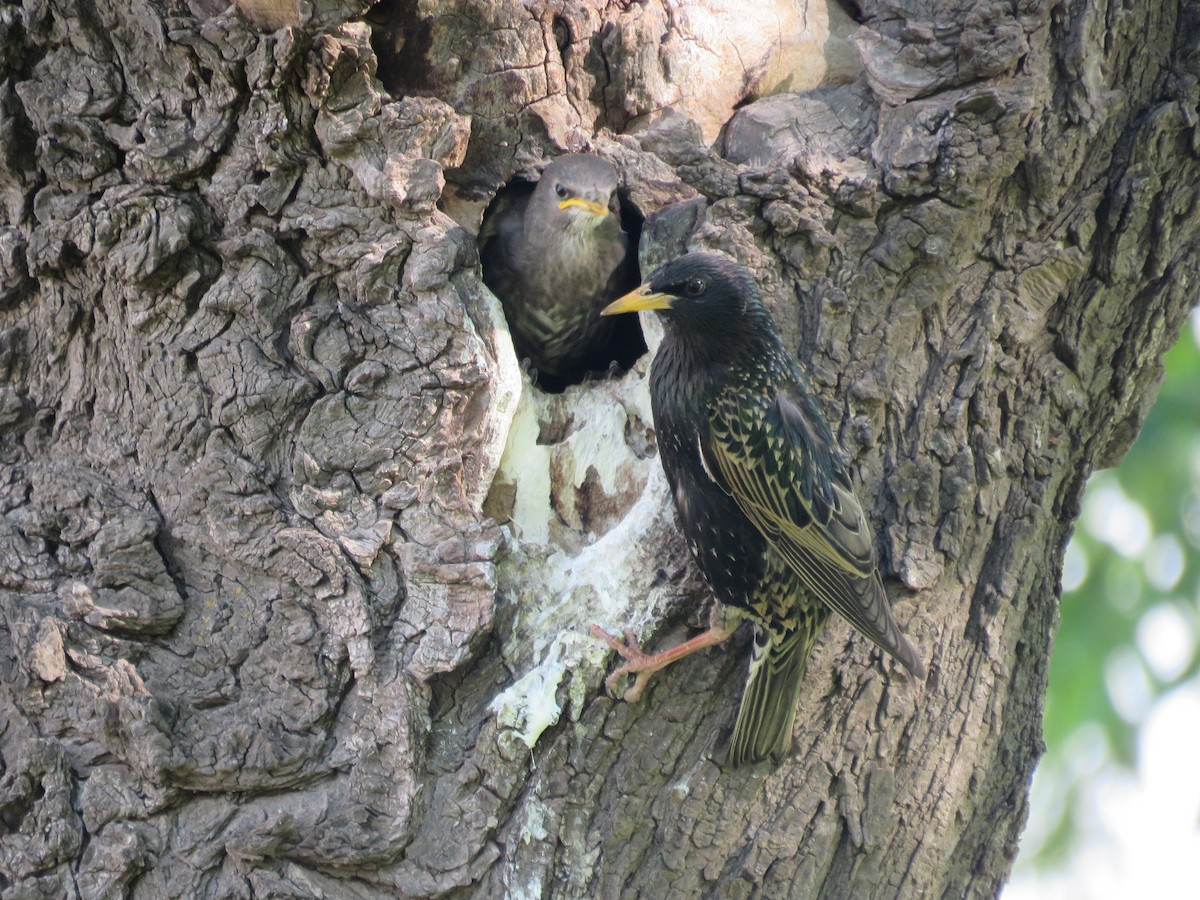 European Starling - ML646028253