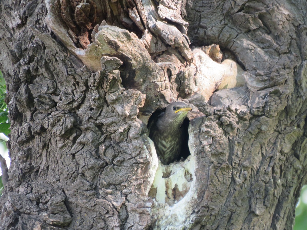 European Starling - ML646028254