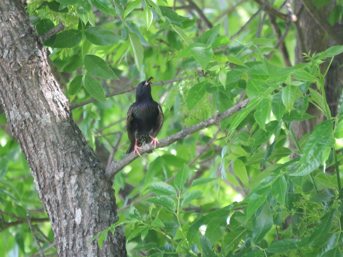 European Starling - ML646028255