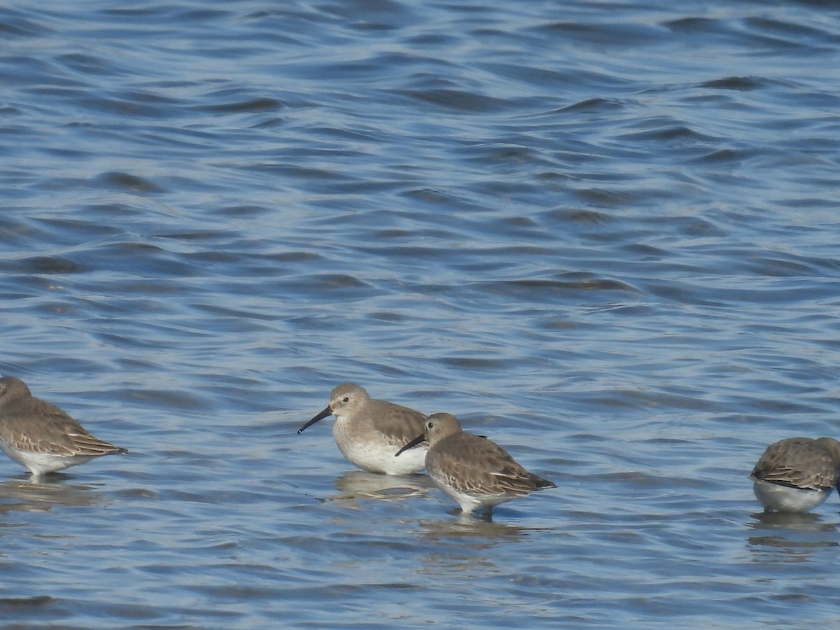 Dunlin - ML646028256