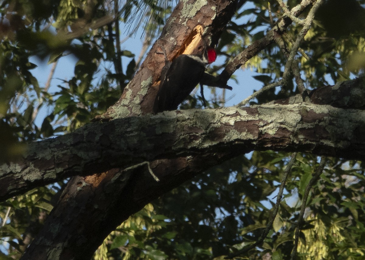 Жовна північна - ML646028257