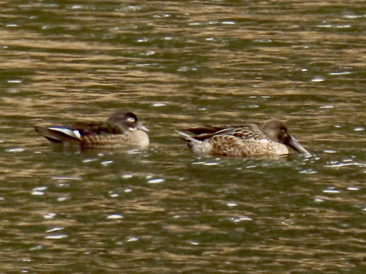 Kaşıkgaga - ML646028258