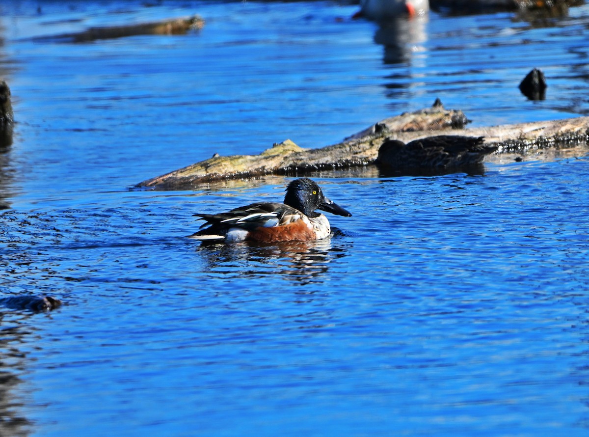 Kaşıkgaga - ML646028260