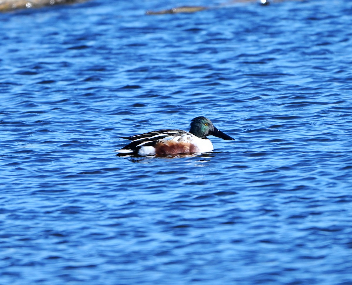 Kaşıkgaga - ML646028261