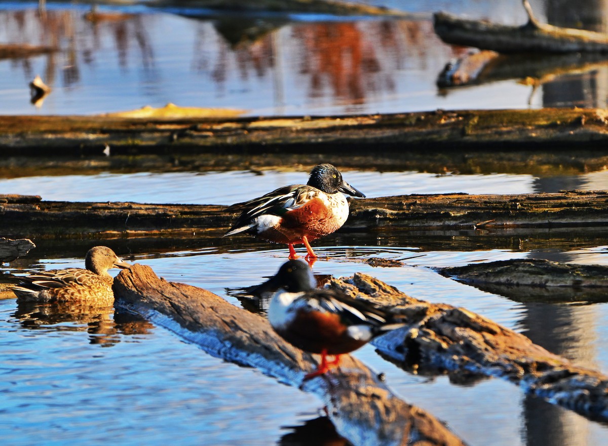 Kaşıkgaga - ML646028263