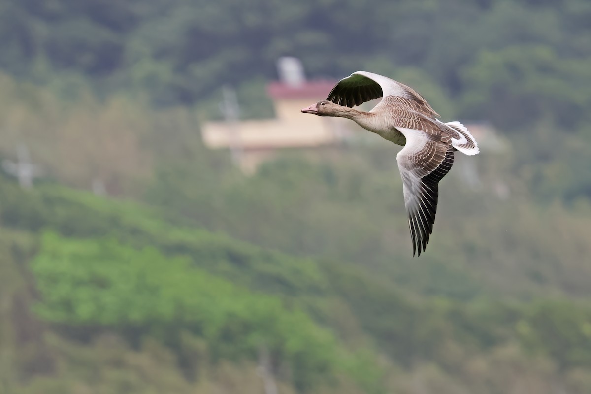 Graugans - ML646028264