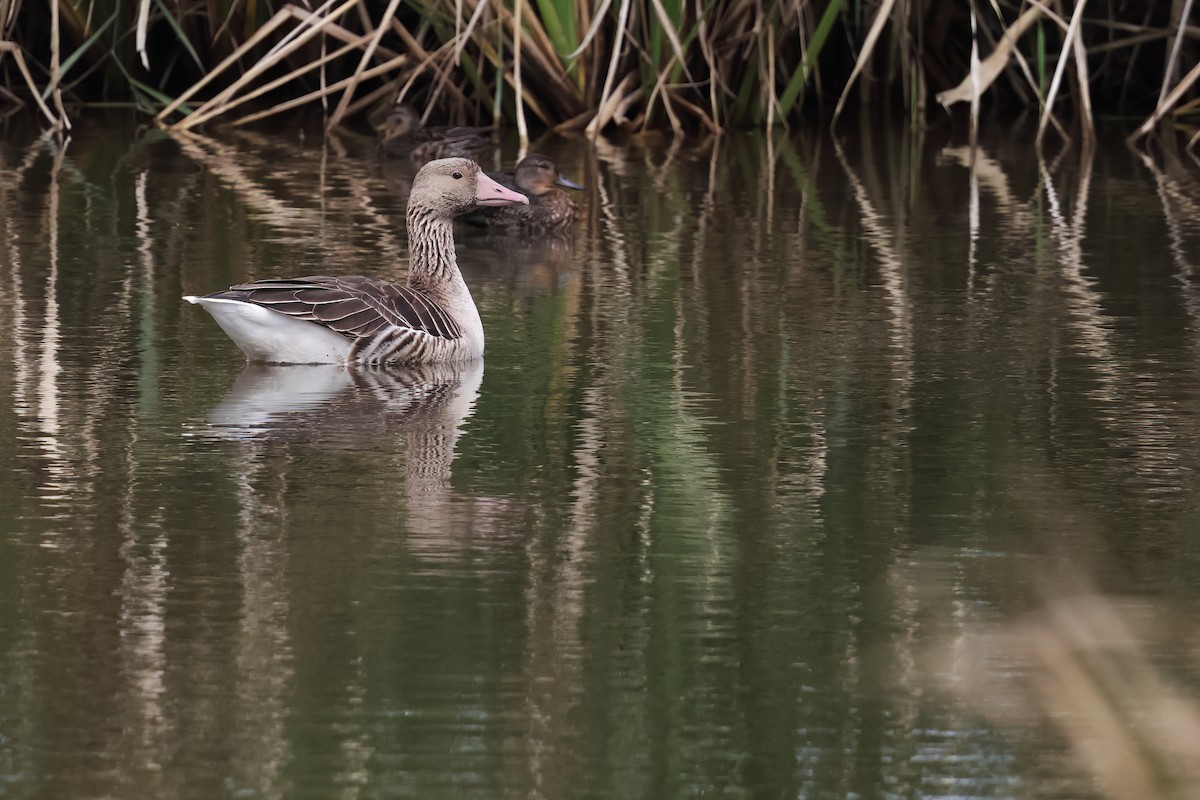 Graugans - ML646028265