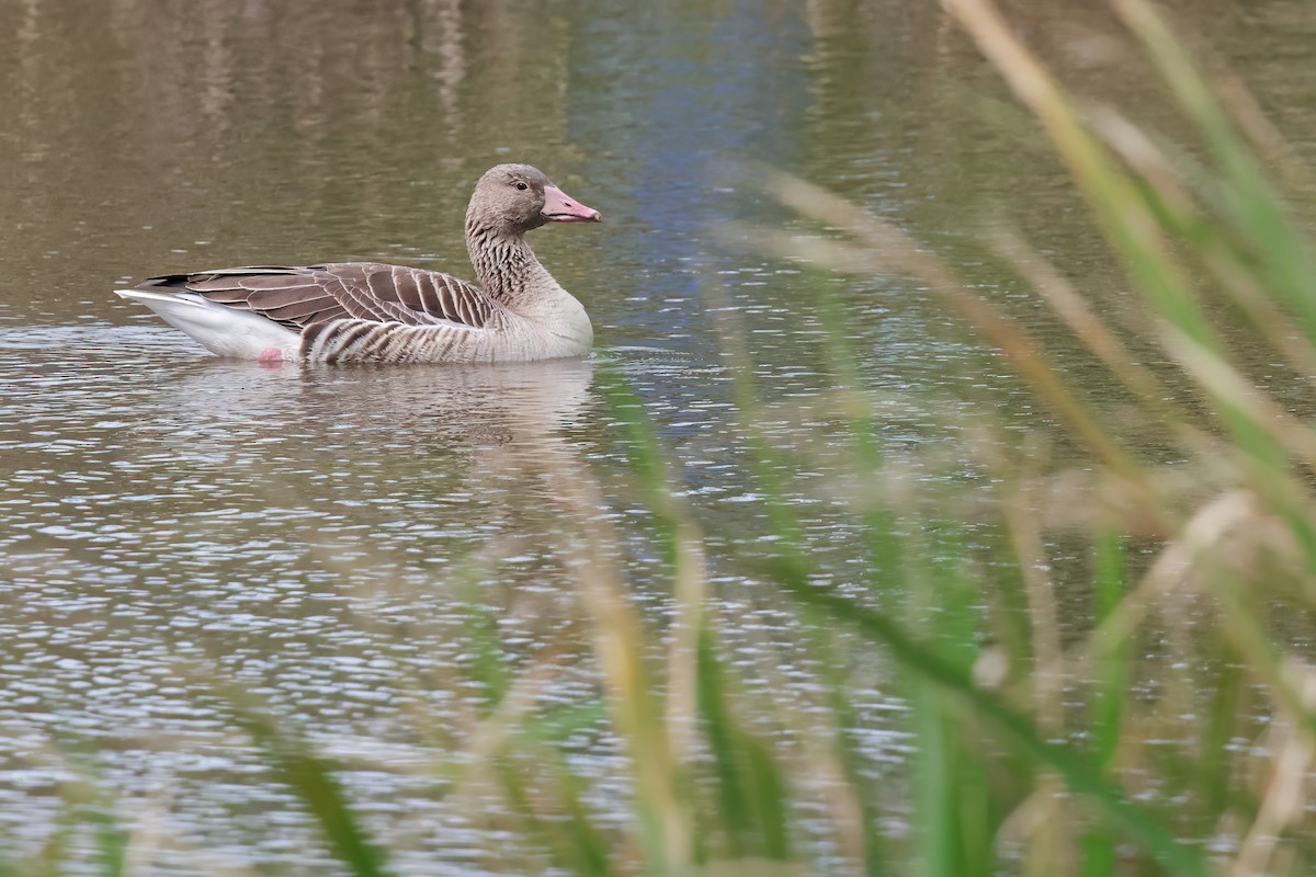 Graugans - ML646028266