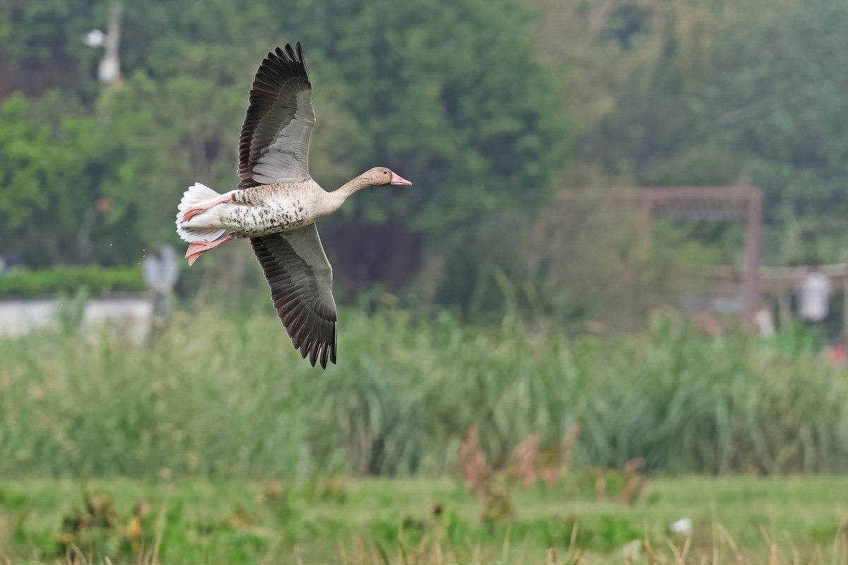 Graugans - ML646028267