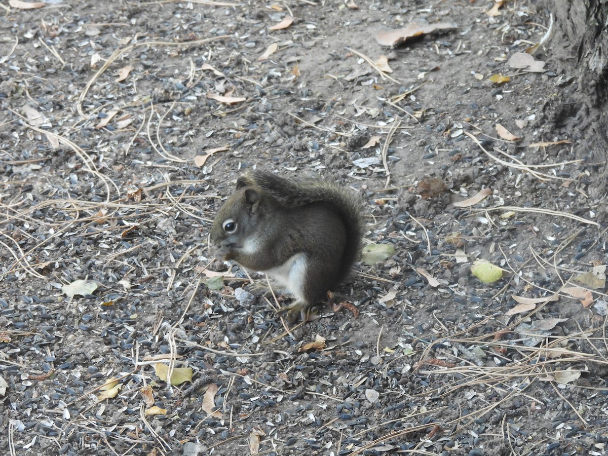 American Red Squirrel - ML646028268