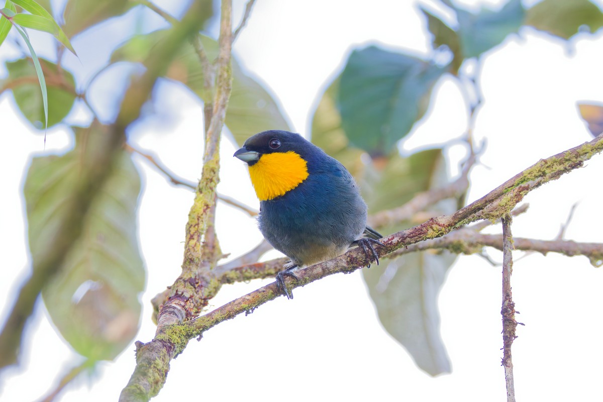 Purplish-mantled Tanager - ML646028274