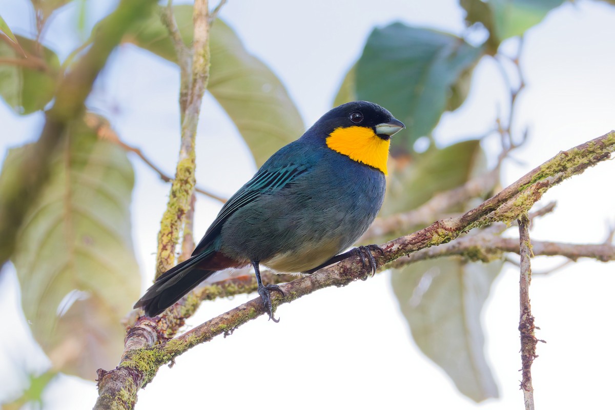 Purplish-mantled Tanager - ML646028275