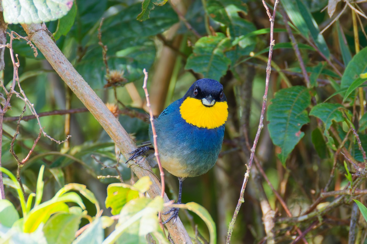 Purplish-mantled Tanager - ML646028276