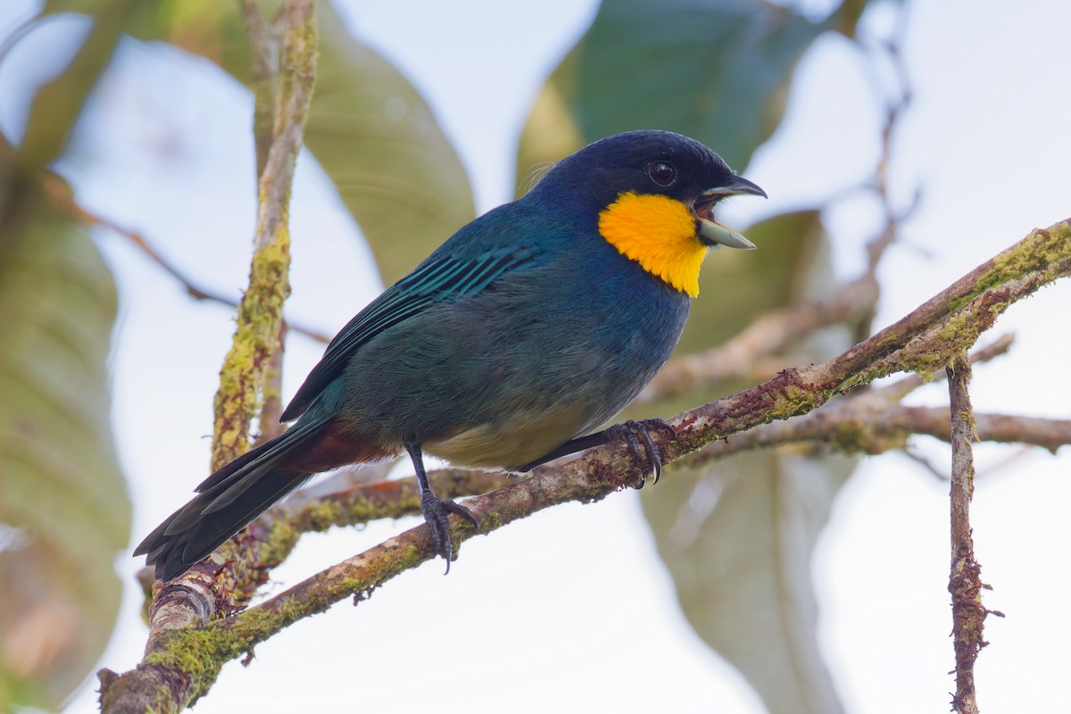 Purplish-mantled Tanager - ML646028277