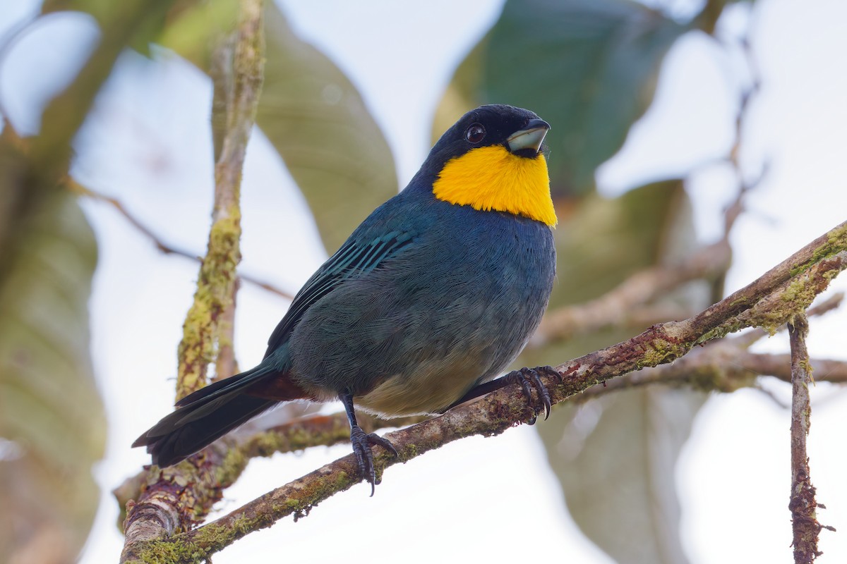 Purplish-mantled Tanager - ML646028278
