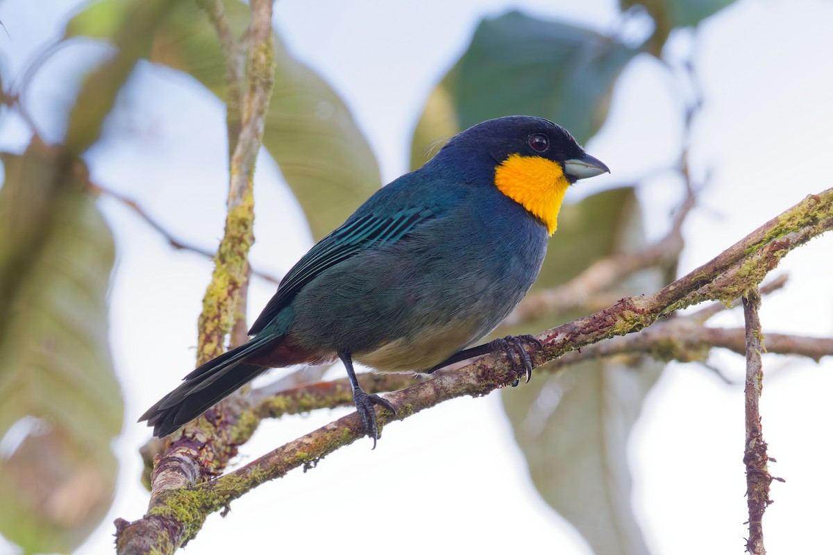 Purplish-mantled Tanager - ML646028279