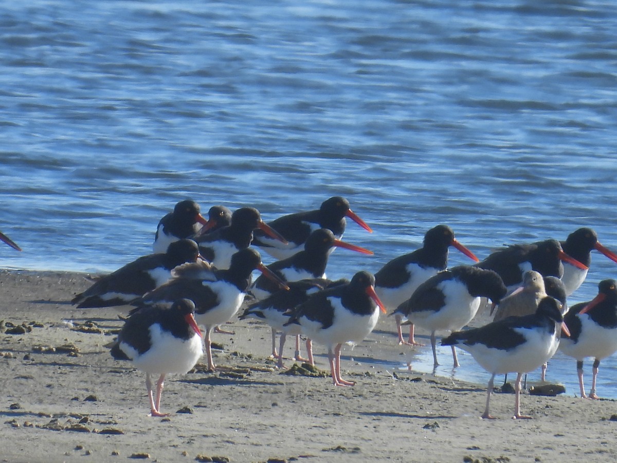 American Oystercatcher - ML646028286