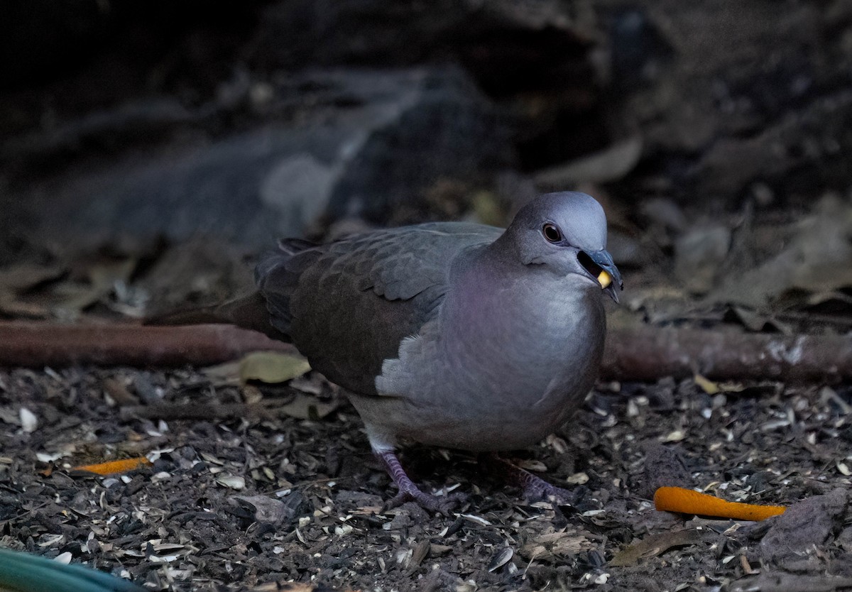 White-tipped Dove - ML646028298