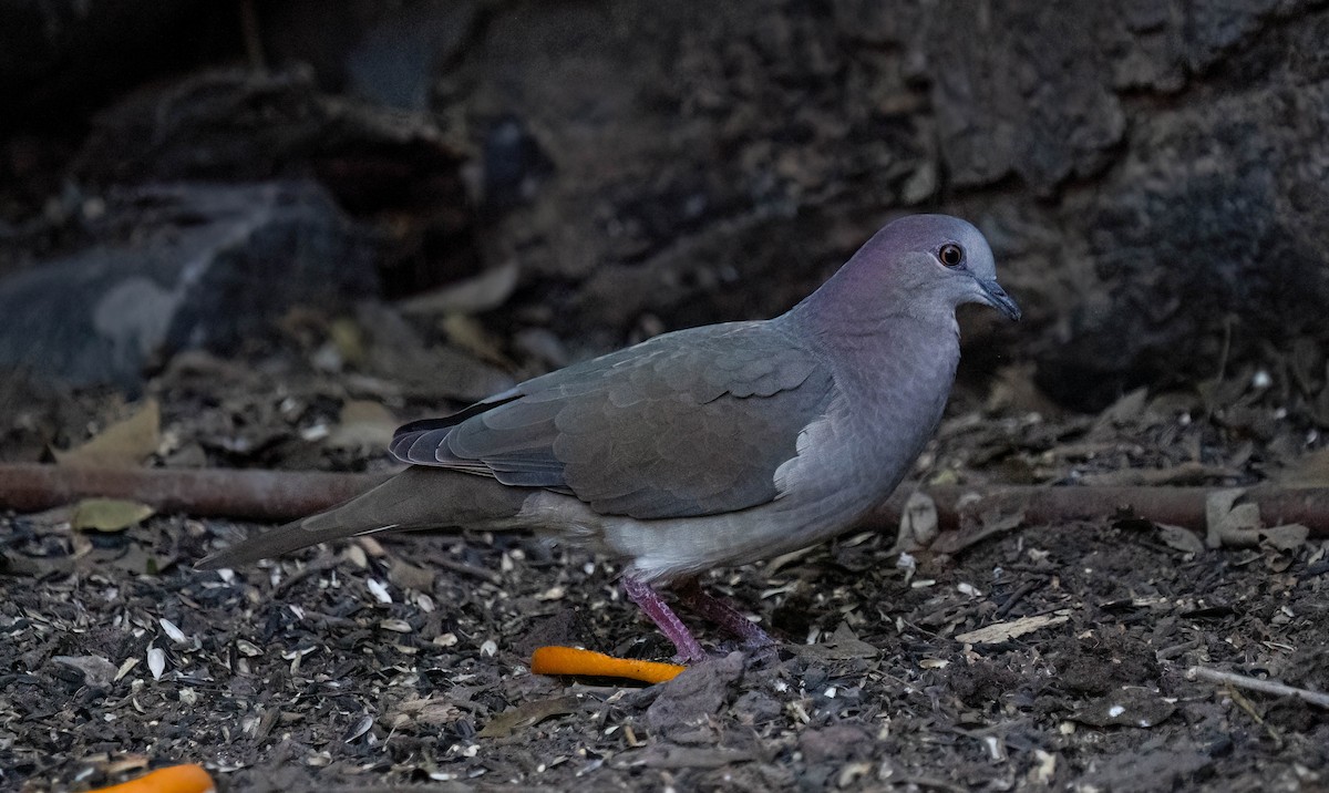 White-tipped Dove - ML646028299