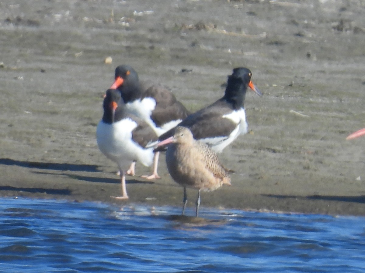 Marbled Godwit - ML646028301