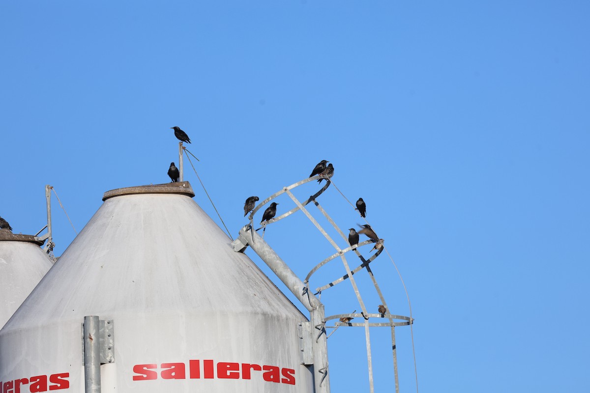 Spotless Starling - ML646028307