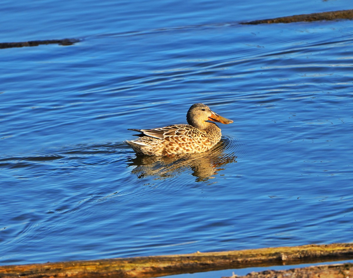 Kaşıkgaga - ML646028310