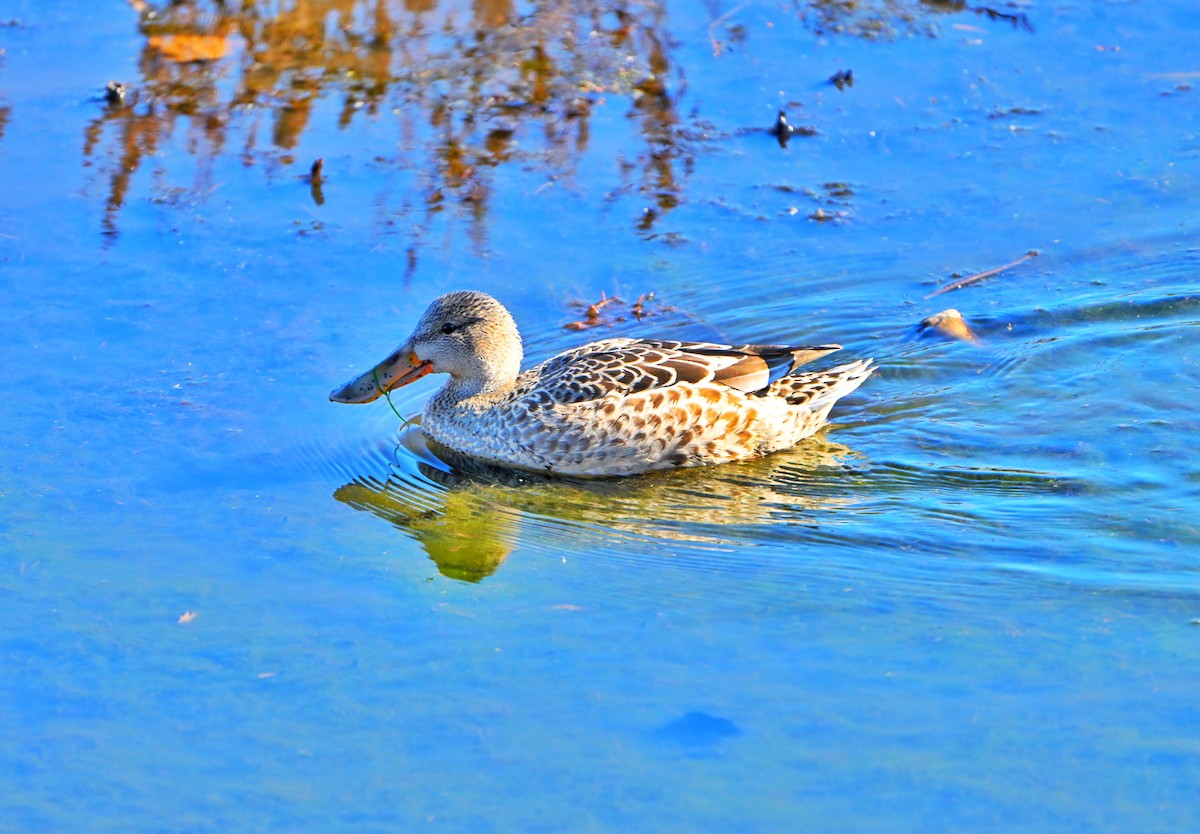 Kaşıkgaga - ML646028311