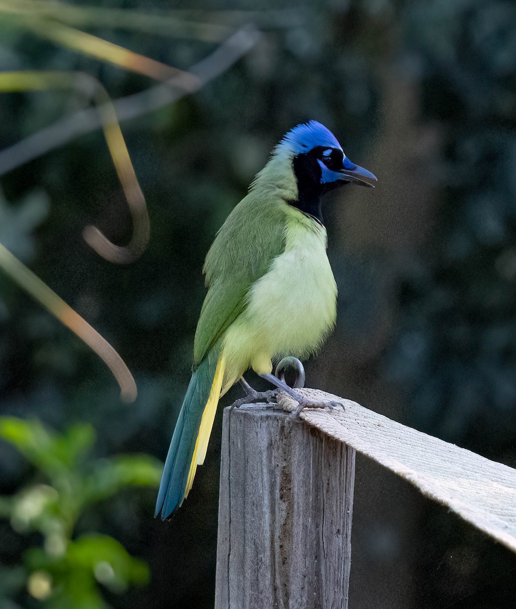 sojka zelenavá - ML646028313