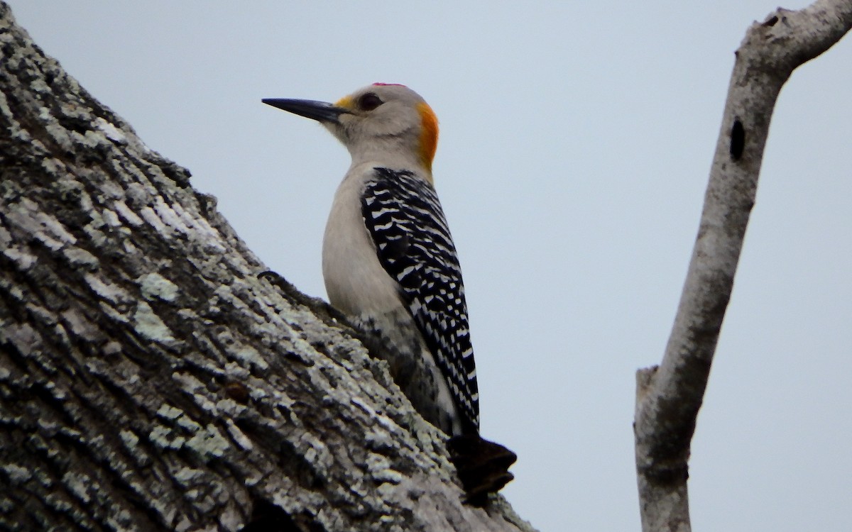 Golden-fronted Woodpecker - ML646028314