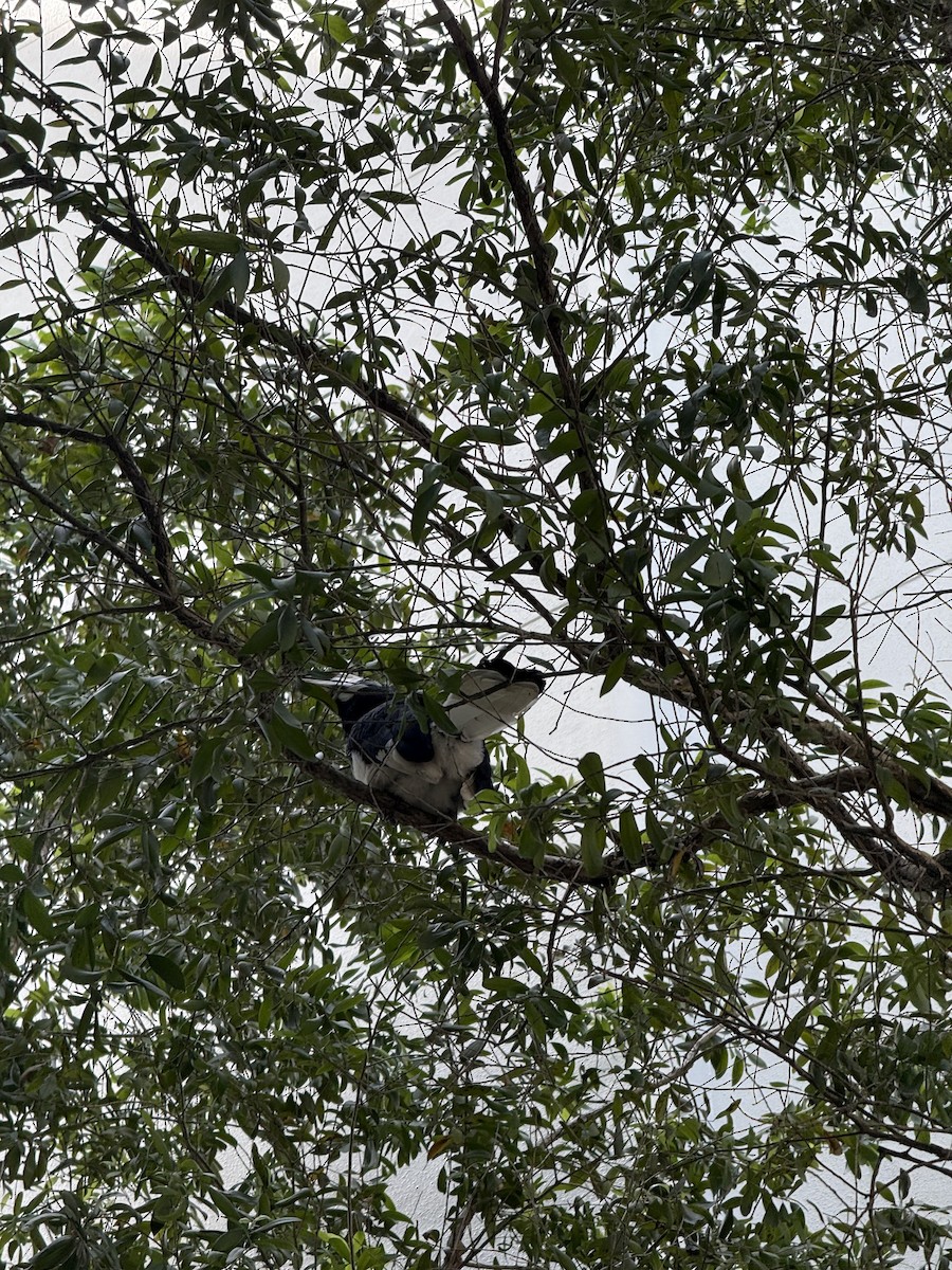 zoborožec bělolící - ML646028316