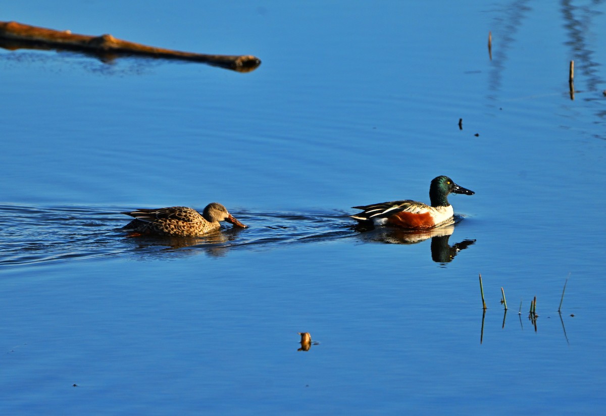 Kaşıkgaga - ML646028320