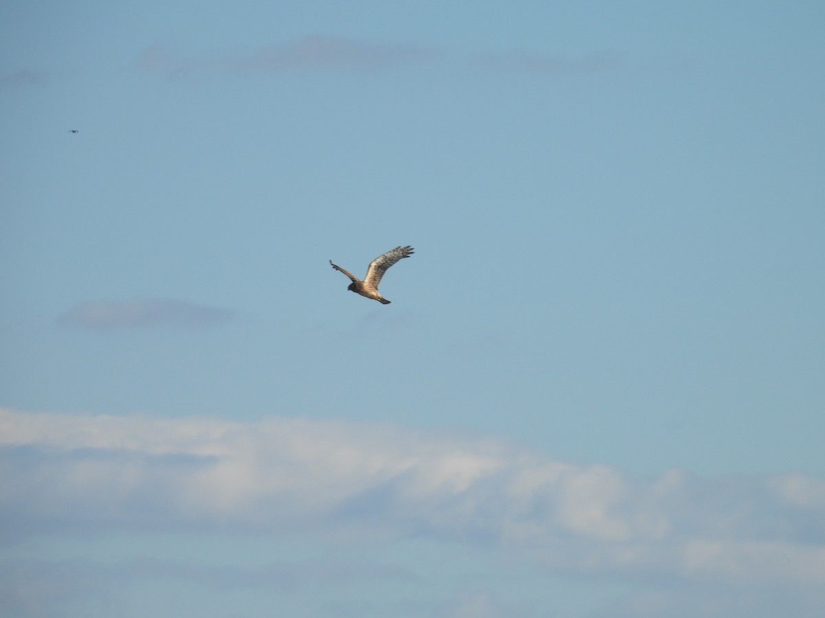 Лунь американський - ML646028321