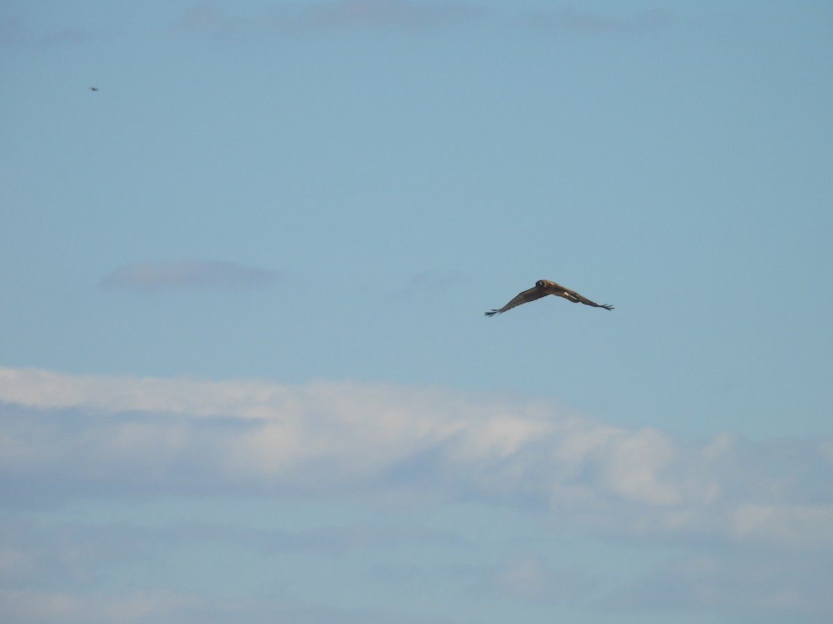 Лунь американський - ML646028322