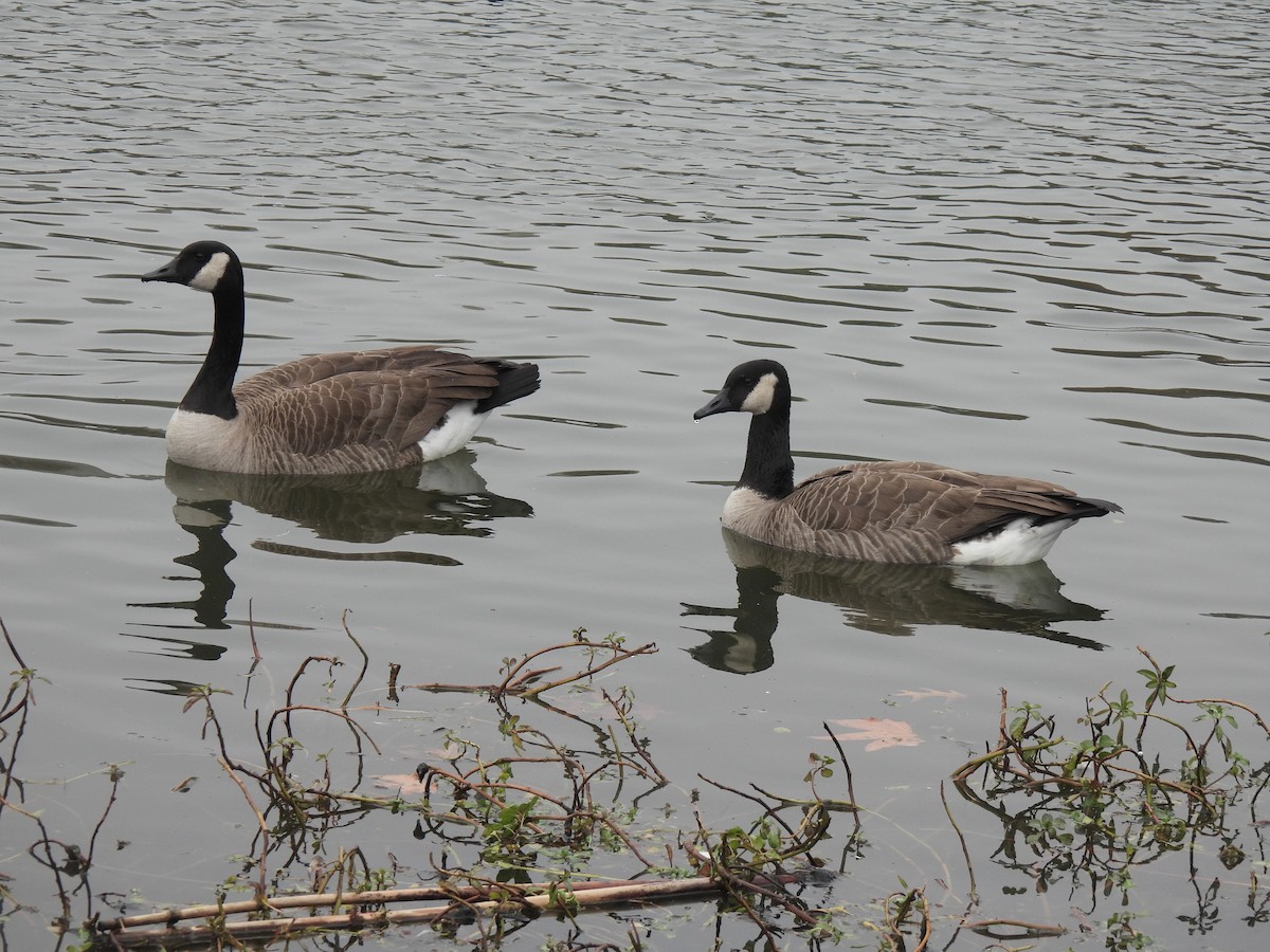 Kanadagans - ML646028326