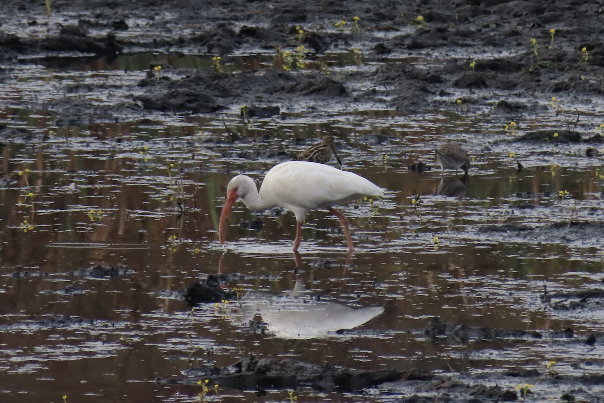 Ібіс білий - ML646028327