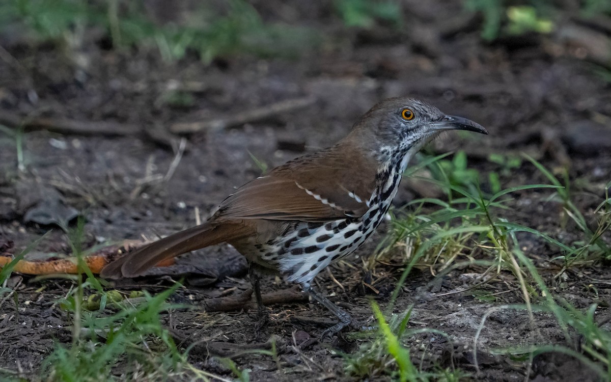 Long-billed Thrasher - ML646028331