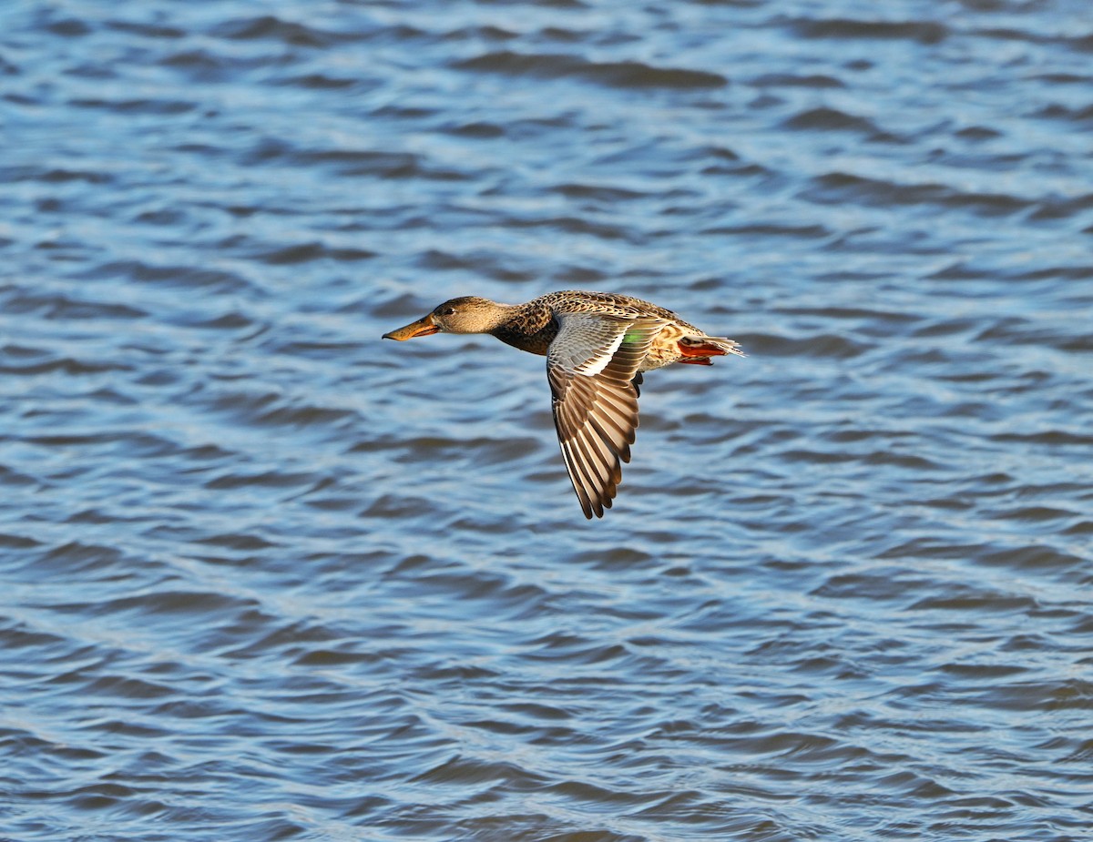 Kaşıkgaga - ML646028332