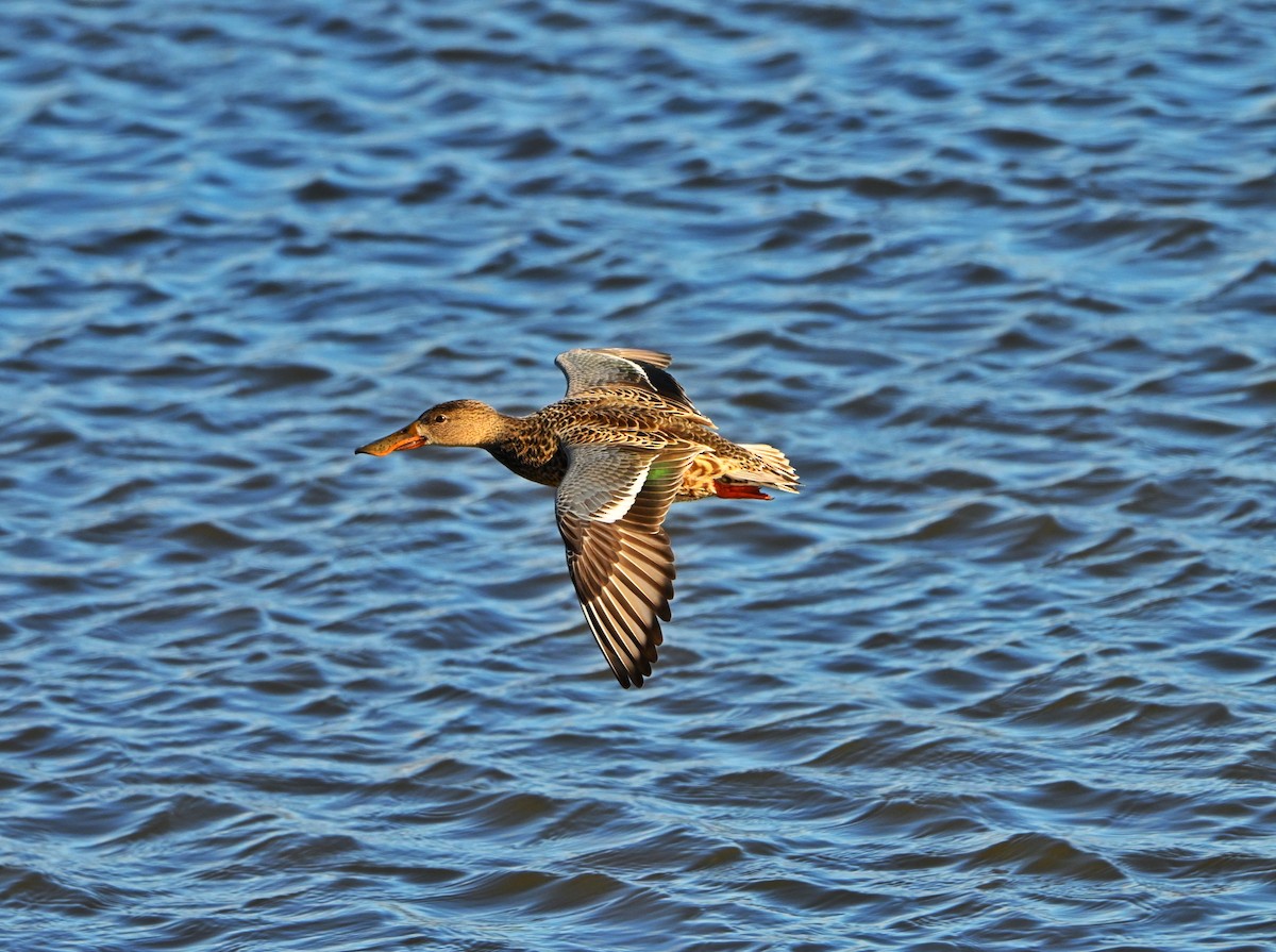 Kaşıkgaga - ML646028333