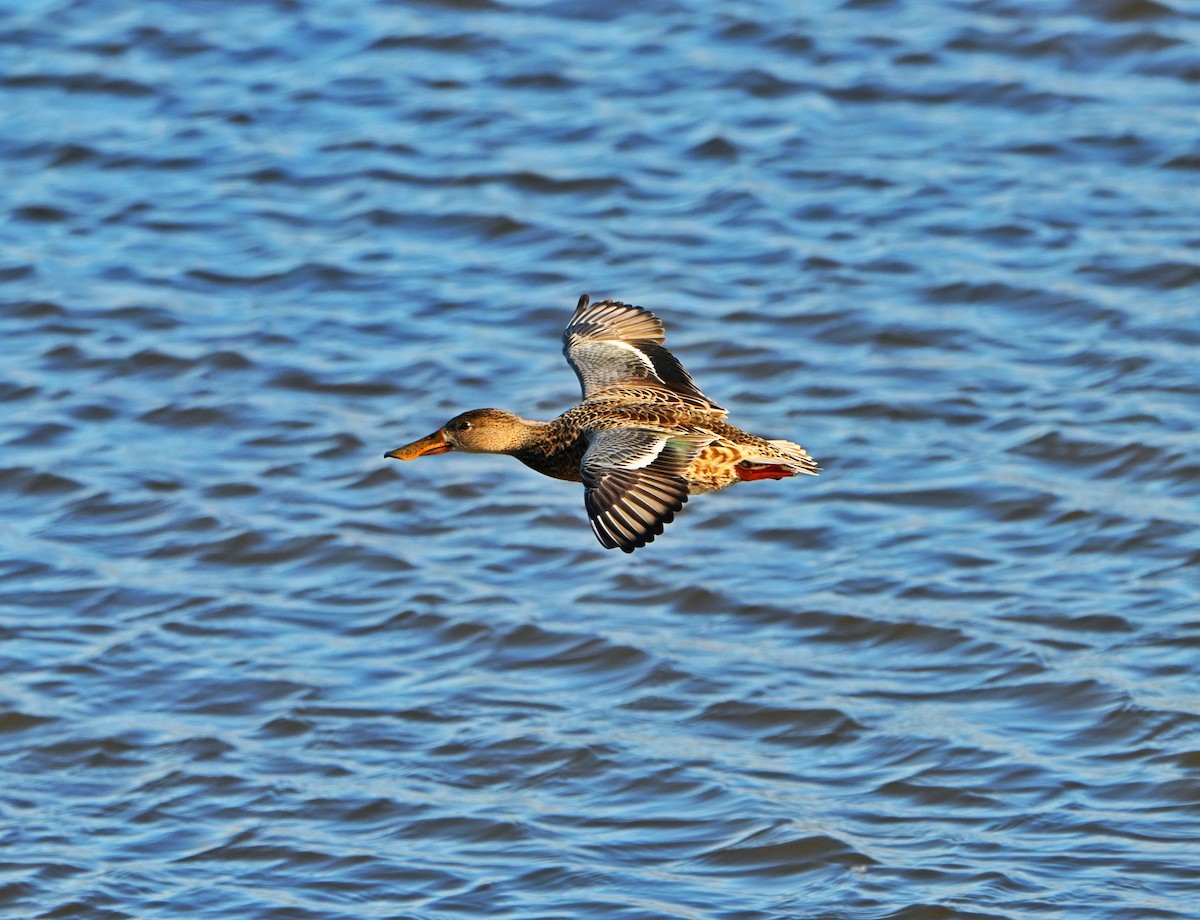 Kaşıkgaga - ML646028334